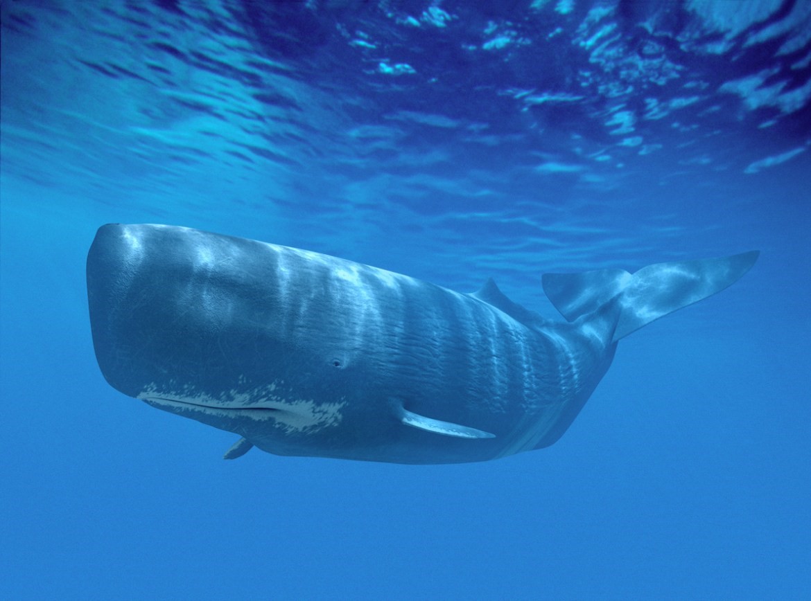Why Venture Capital Doesn’t Scale Part 1: Gone Hunting For Unicorns, They Found Moby Dick