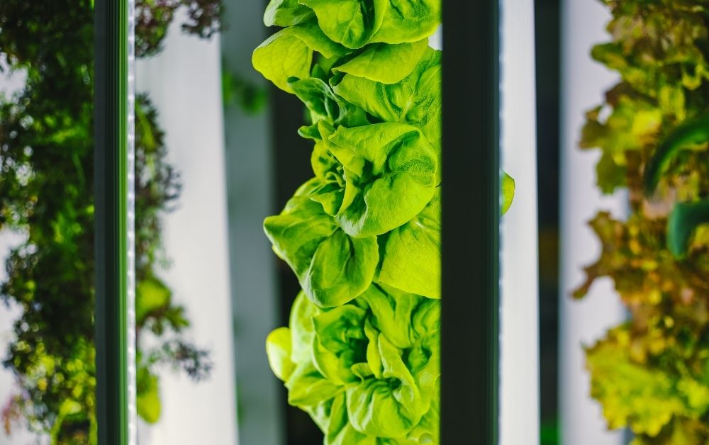 Vertical Farming Joins the Third Green Revolution Menu